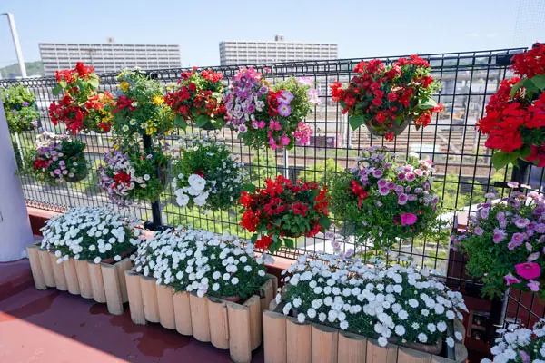 広島東洋カープのレフトコンコースが色とりどりの花で飾られるイベント開催