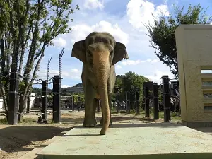 【京都市動物園】勝ち残りクイズ大会を開催します!