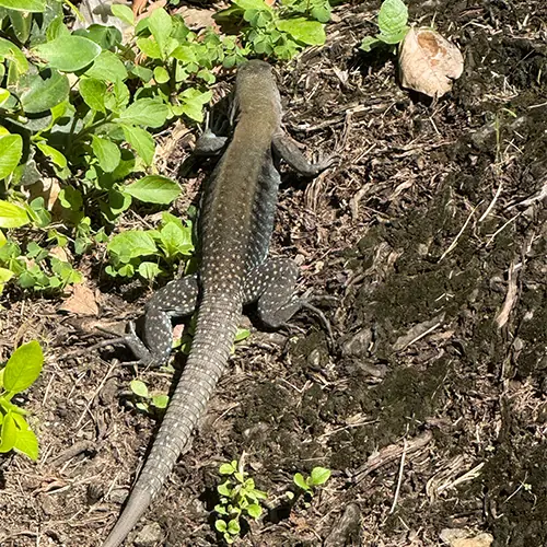 ホークス プエルトリコでの海外修行1か月 現地リーグで選手が成長