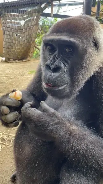 京都市動物園 ニシゴリラ「ゲンキ」妊娠のニュース