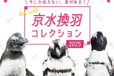 2025年に開催される京都水族館のペンギン換羽コレクション