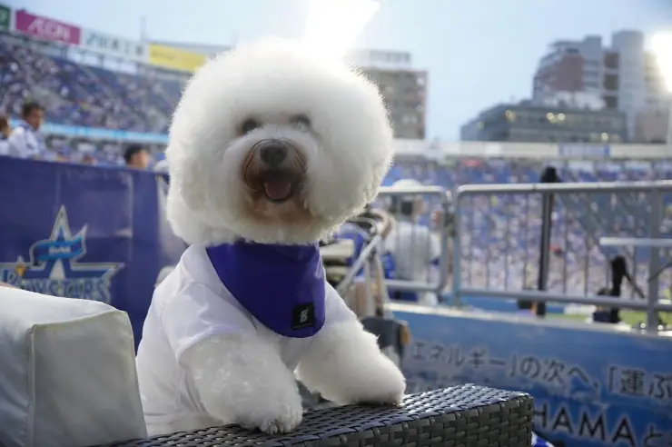 2025年3月と4月に横浜DeNAベイスターズの特別な「ワンちゃんBOXシート」が登場！