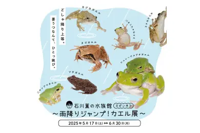 京都水族館の特別展示「石川薫の水族館 スピンオフ~雨降りジャンプ!カエル展~」開催情報