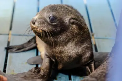 京都水族館に新しい仲間が誕生！ミナミアメリカオットセイの赤ちゃん