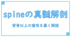 spine 意味とスラングを解剖：この言葉の真の意味を徹底解説