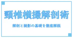 c spine の lateral x ray anatomy を徹底解説：解剖と読影の基礎を学ぶ知識系ガイド