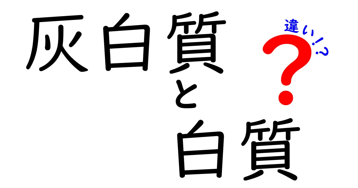 灰白質と白質の違いを徹底解説！脳の秘密を中学生にもわかる言葉で