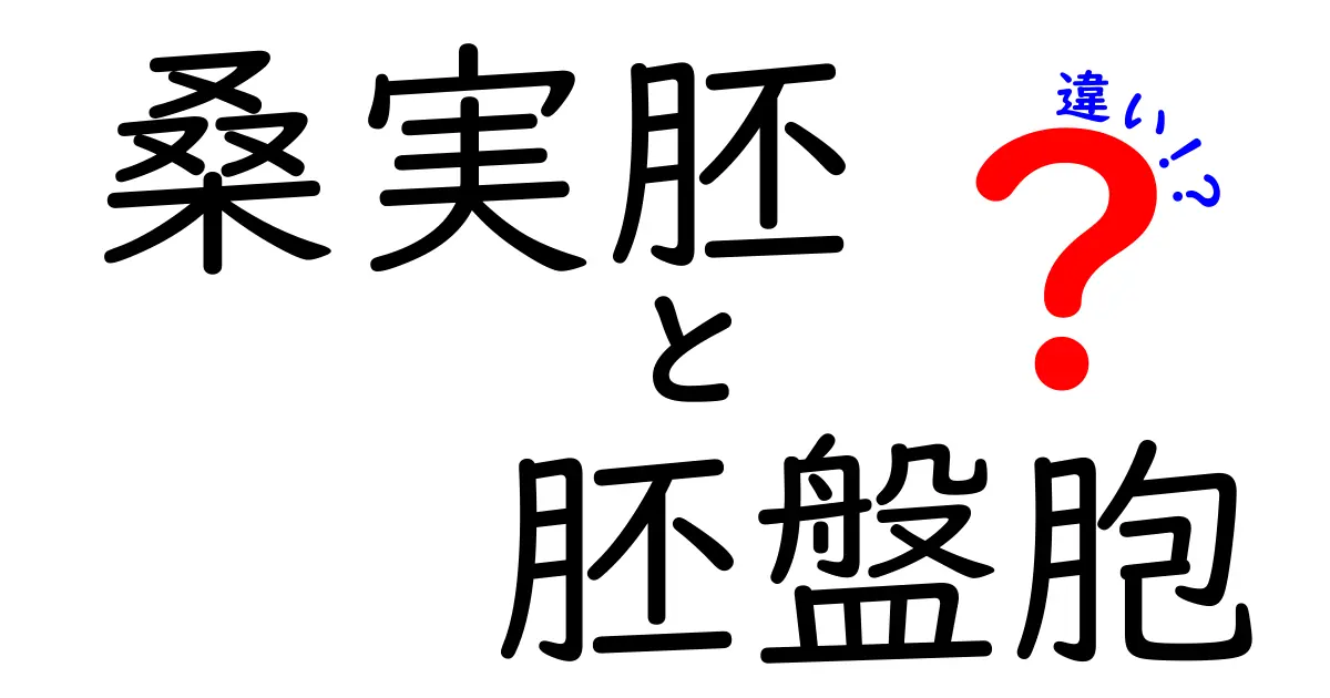 桑実胚と胚盤胞の違いを徹底解説！中学生にも分かる発生の旅路