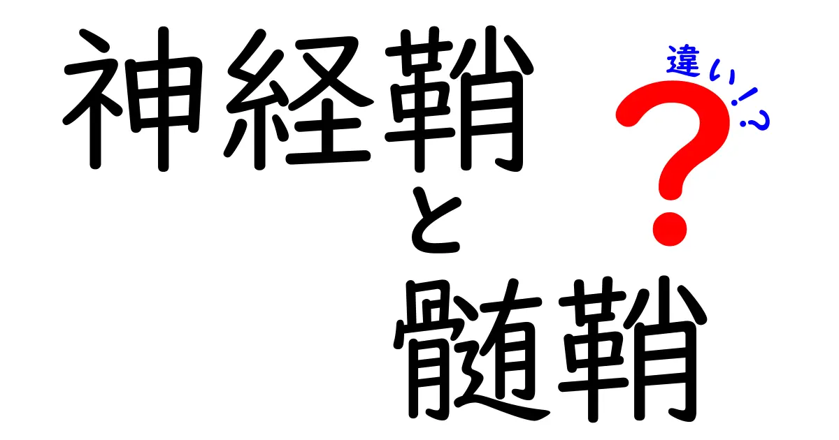神経鞘と髄鞘の違いを徹底解説!中学生にもわかる基礎と実例