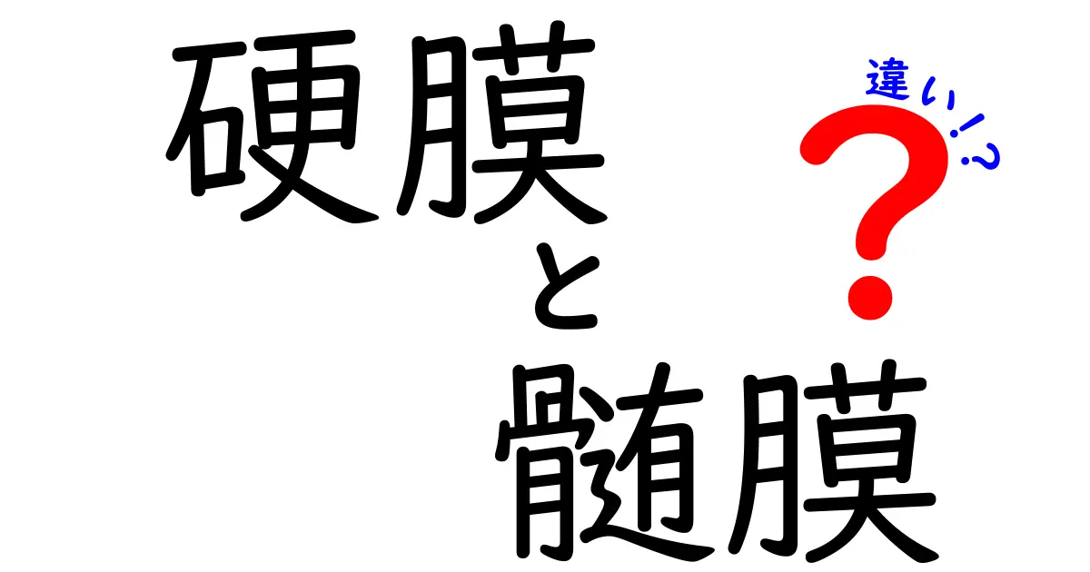 硬膜と髄膜の違いを徹底解説!中学生にもわかる図解つき