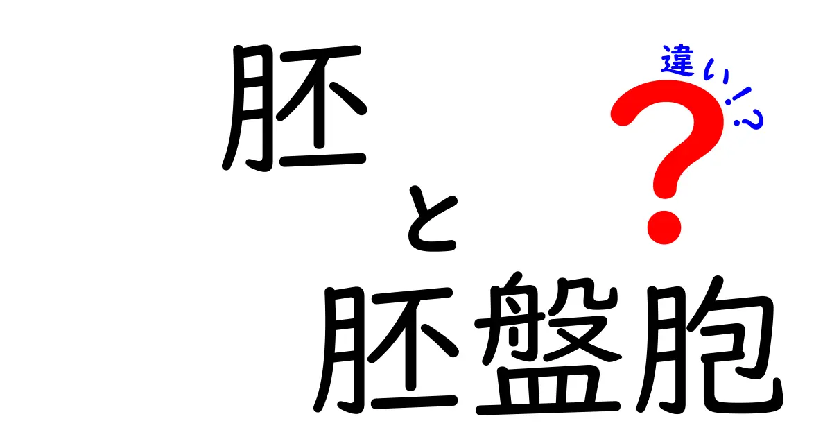 胚と胚盤胞の違いをわかりやすく徹底解説|受精後の成長段階を中学生にも理解できる図解つき