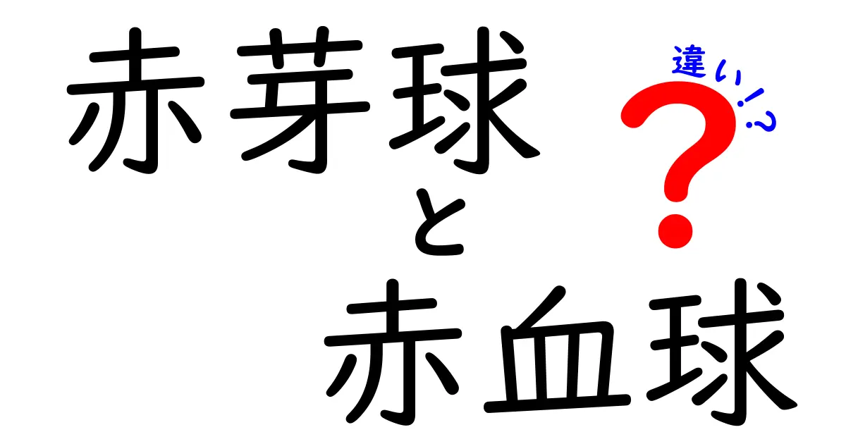 赤芽球と赤血球の違いが一目でわかる図解ガイド|発生から機能まで徹底解説