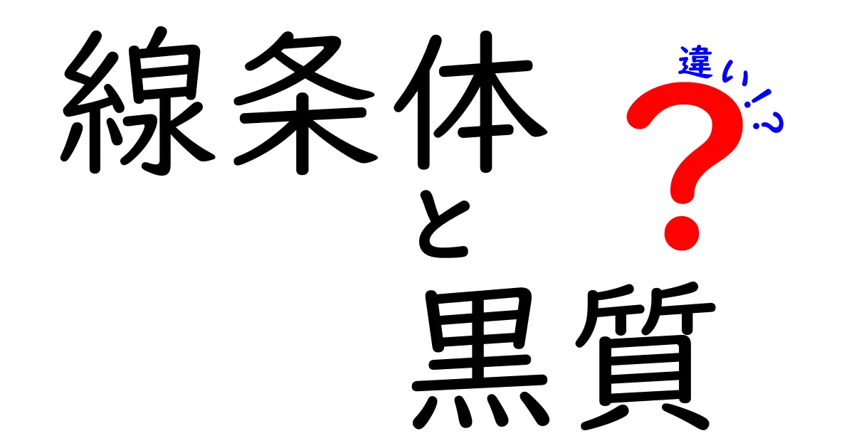 線条体 黒質 違いを徹底解説!中学生にもわかる脳の深部ガイド