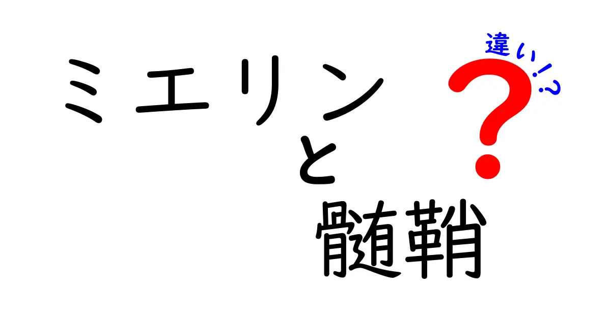 ミエリンと髄鞘の違いをわかりやすく解説!中学生にも伝わる図解と日常への影響
