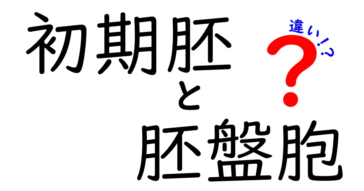 初期胚と胚盤胞の違いを徹底解説|受精後の成長ステージをやさしく理解する