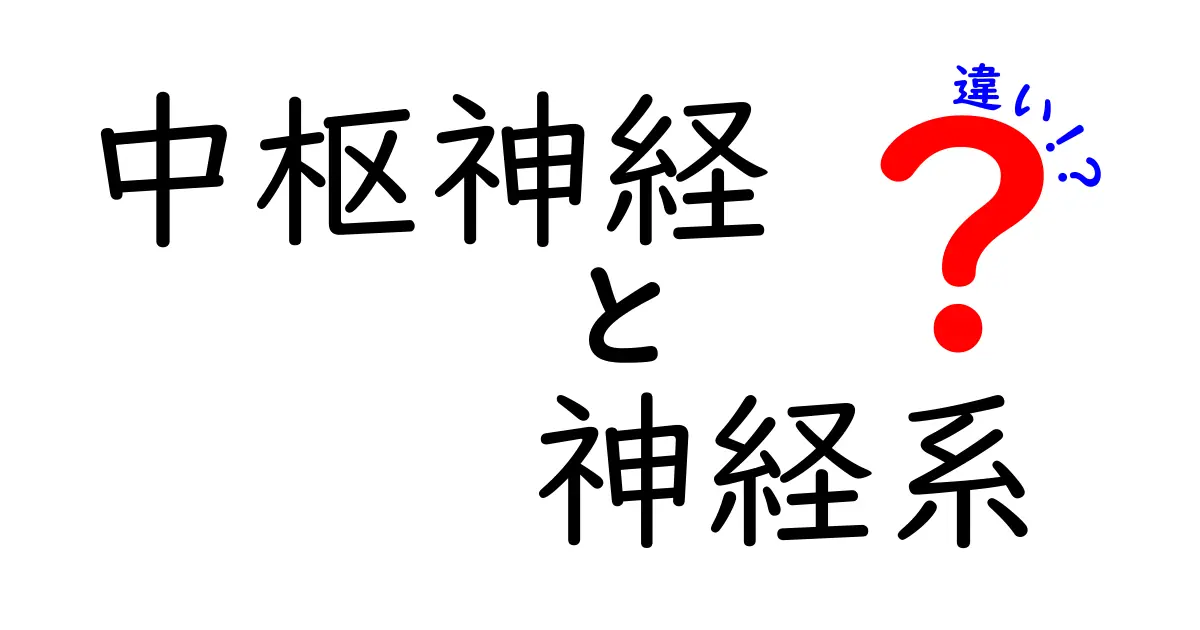 中枢神経と神経系の違いを徹底解説|中学生にも分かる図解と例え話