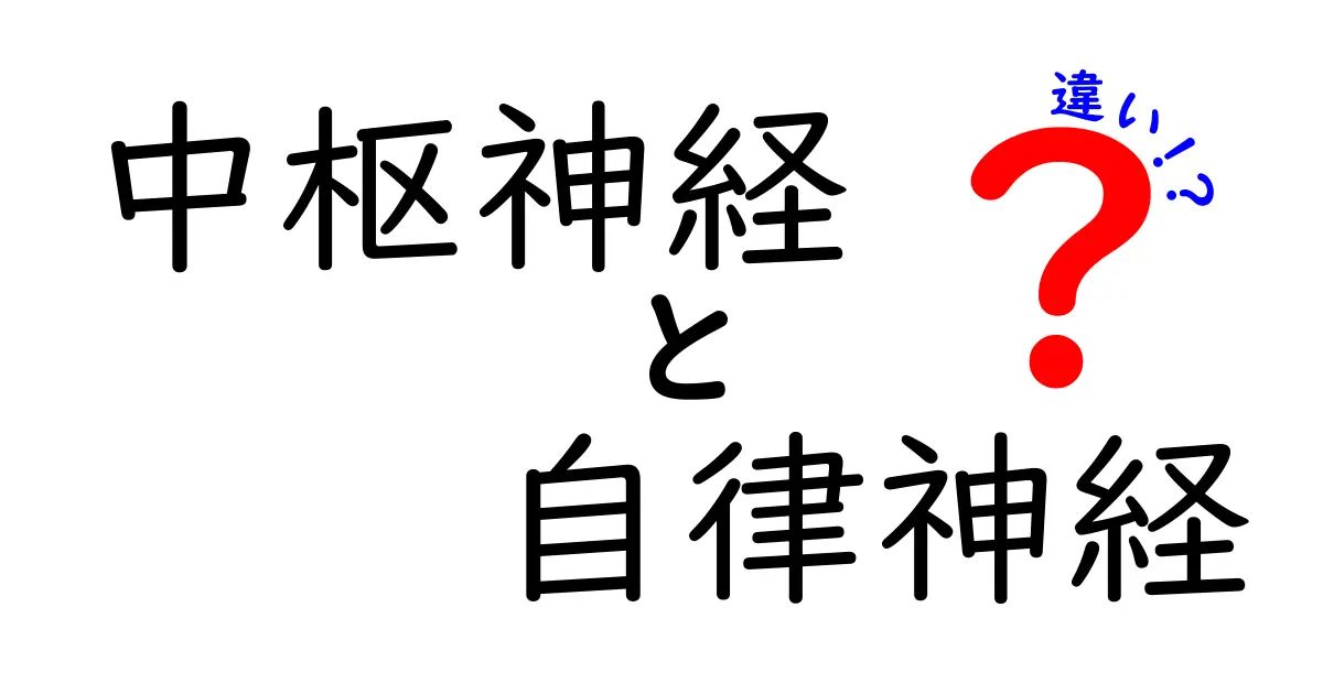 中枢神経と自律神経の違いをわかりやすく解説！仕組みから役割まで詳しく理解しよう