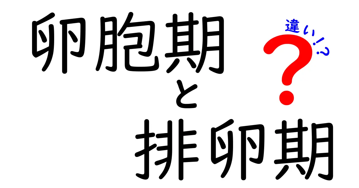 卵胞期と排卵期の違いを完全解説!中学生にも分かる月経周期の秘密と見分け方