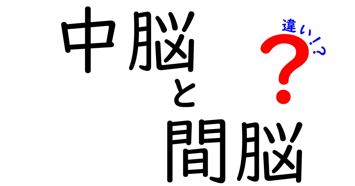 中脳と間脳の違いを中学生にも分かるように解説!位置と役割を一目で見分ける方法