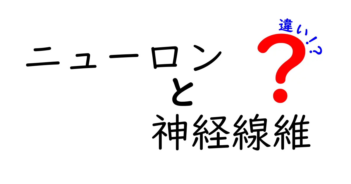 ニューロンと神経線維の違いを徹底解説!中学生にもわかる基本と見分け方