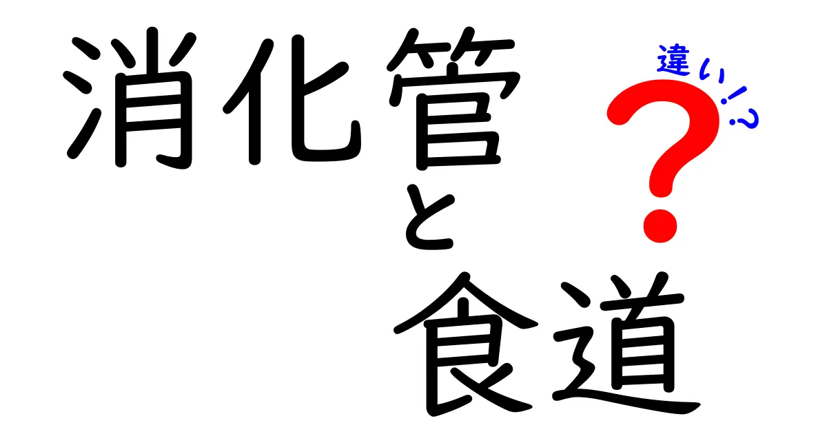 消化管と食道の違いがよく分かる!図解つきで中学生にも優しく解説