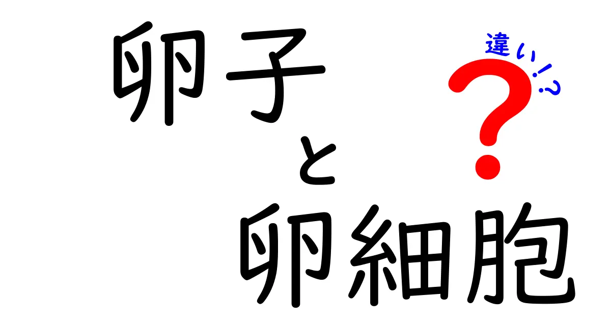 卵子と卵細胞の違いを徹底解説|中学生にもわかる基礎から最新ポイントまで