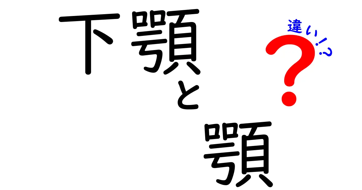 下顎と顎の違いを徹底解説!意味・使い方まで中学生にも分かる丁寧な解説