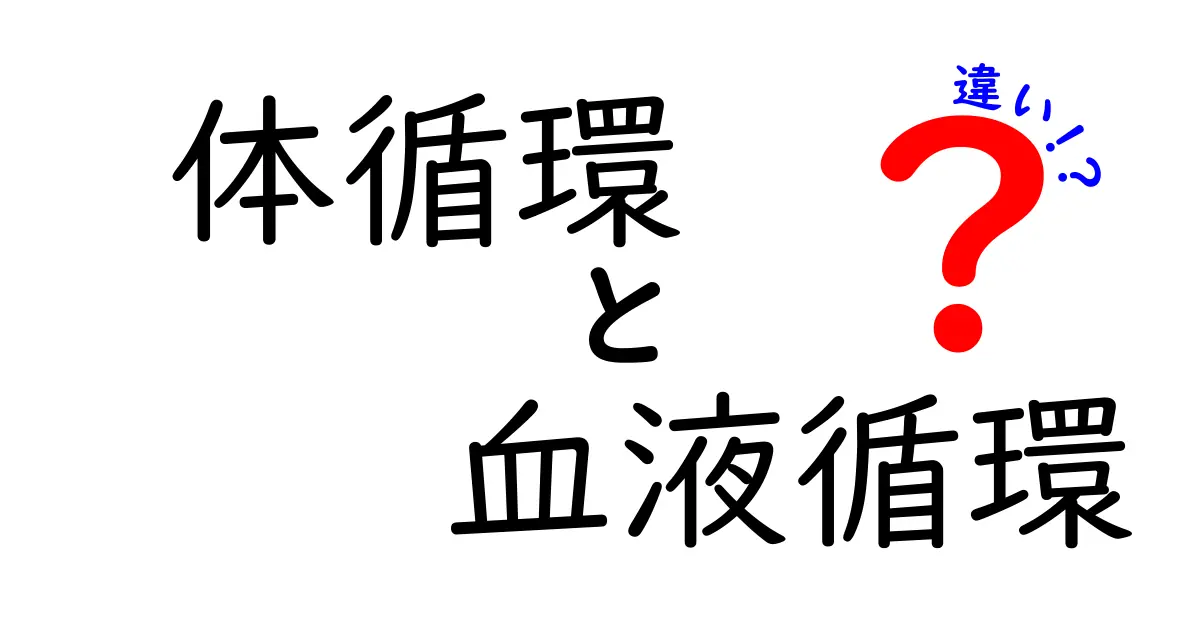 体循環と血液循環の違いをわかりやすく解説!中学生にも伝わる仕組みと役割