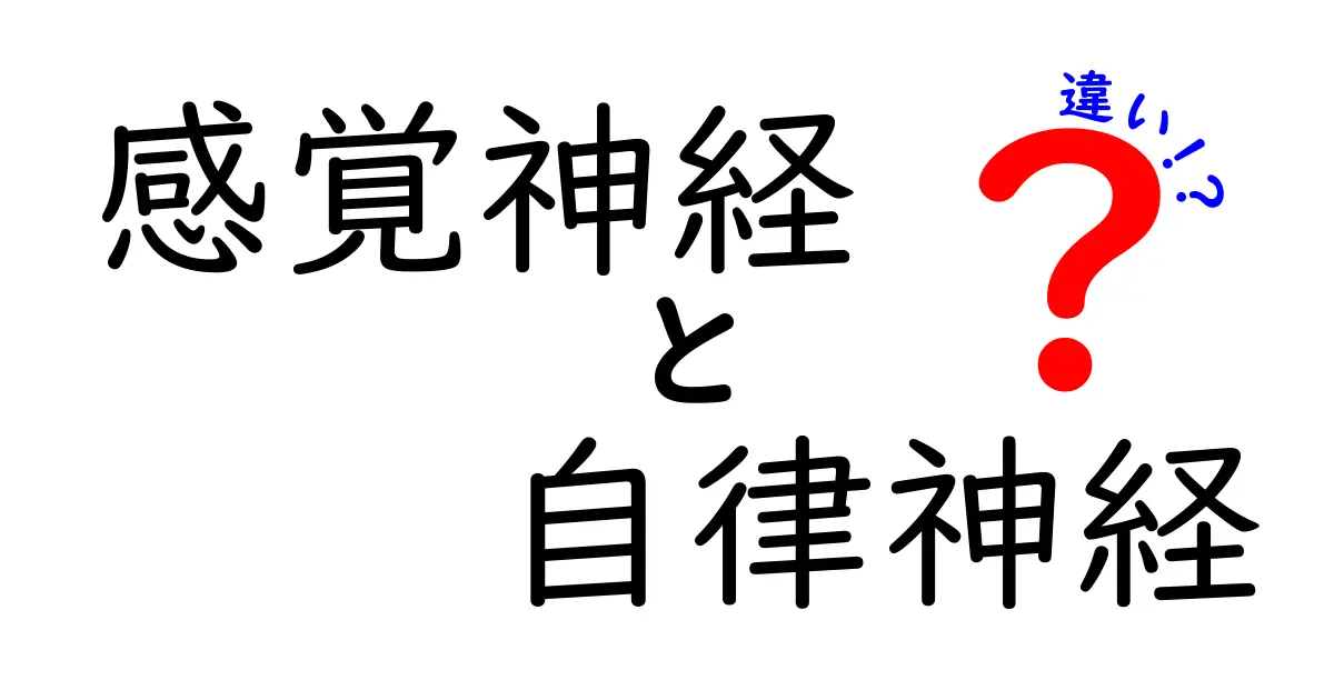 感覚神経と自律神経の違いを徹底解説！日常の信号を分かりやすく図解