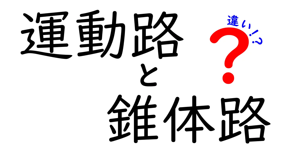 運動路と錐体路の違いを徹底解説!中学生にもわかる脳の道案内