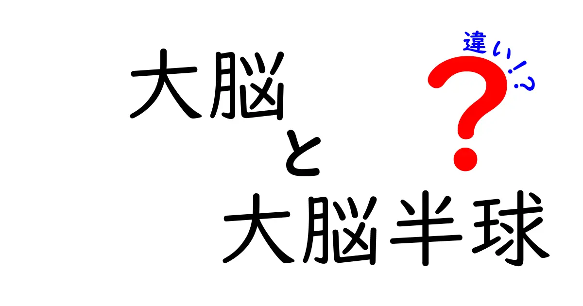 大脳と大脳半球の違いを中学生にもわかる図解つきで徹底解説