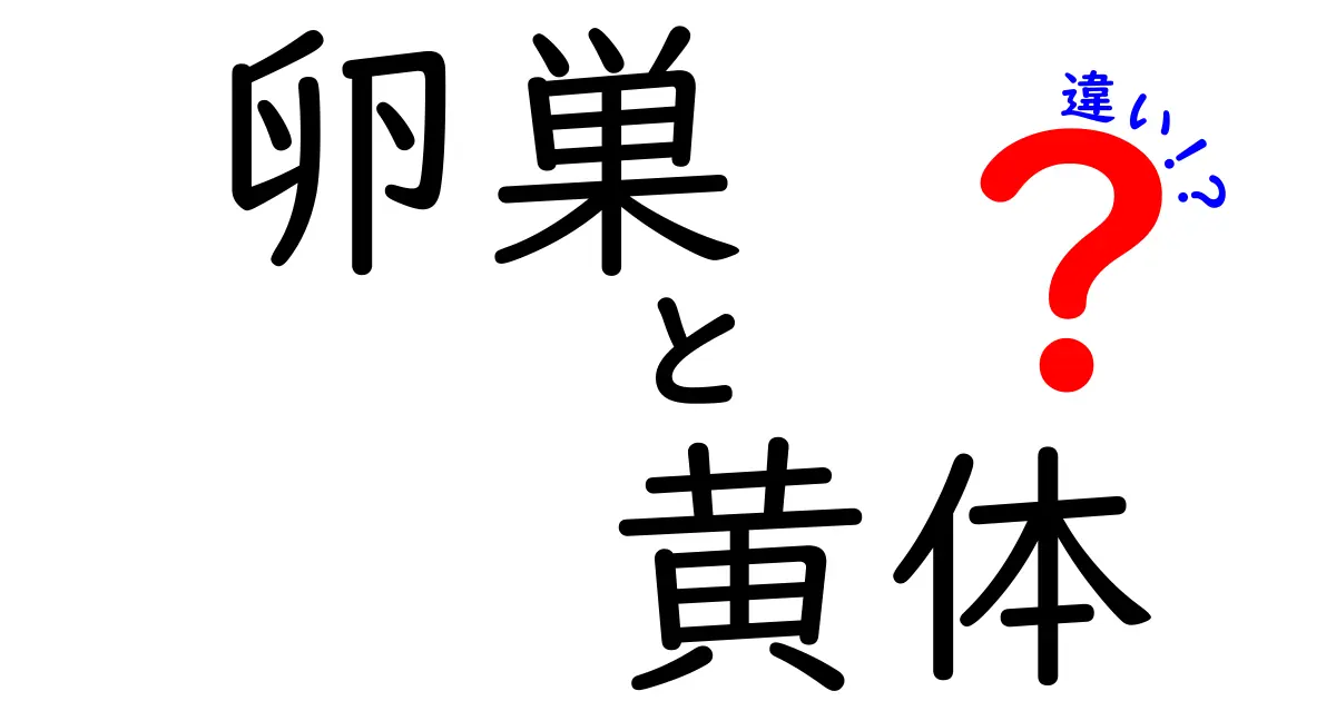 卵巣と黄体の違いをやさしく理解!中学生でも分かるポイント解説
