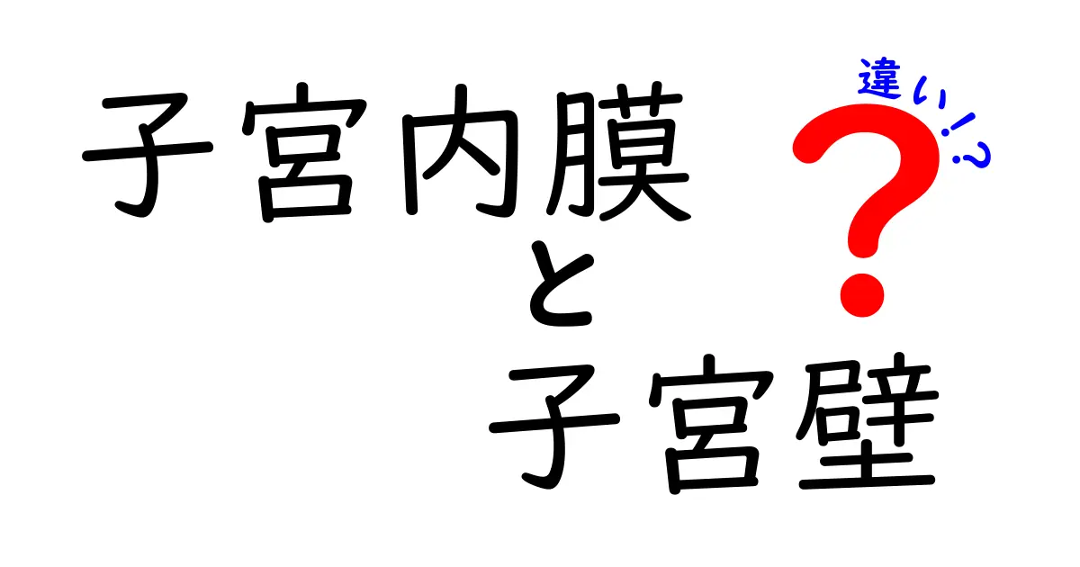 子宮内膜と子宮壁の違いを徹底解説|中学生にも分かるやさしい解説