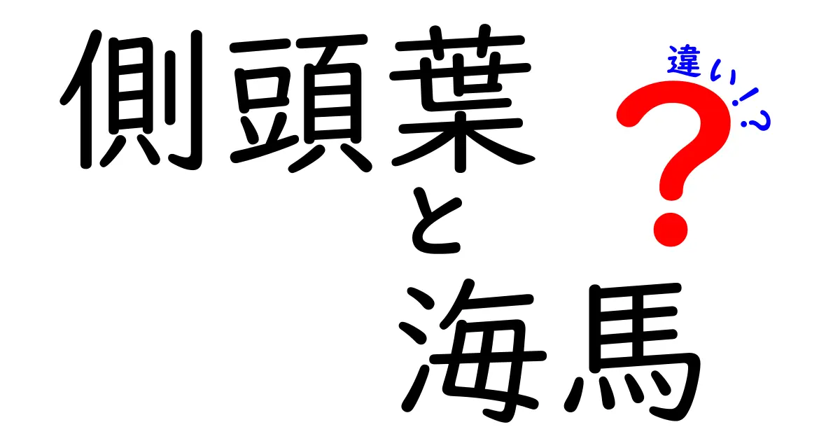 側頭葉と海馬の違いを徹底解説!脳の“場所”と“役割”を中学生にもわかる図解付き