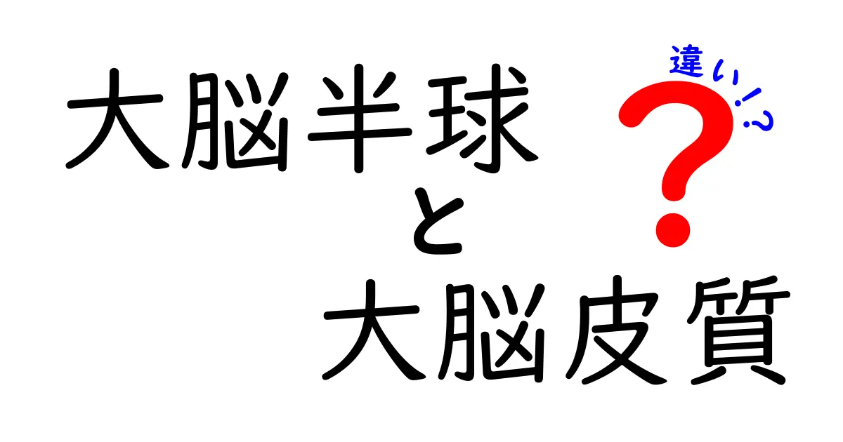 大脳半球と大脳皮質の違いを徹底解説!脳の仕組みをやさしく理解するための完全ガイド