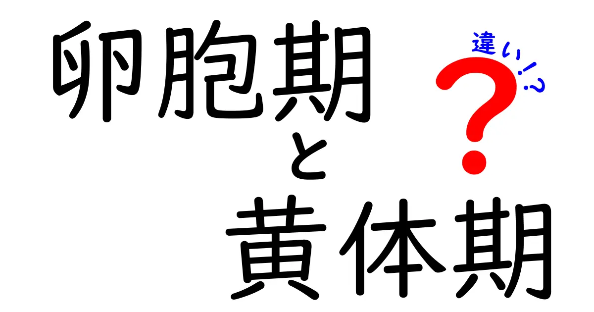 卵胞期と黄体期の違いを完全ガイド|生理周期の仕組みをわかりやすく解説