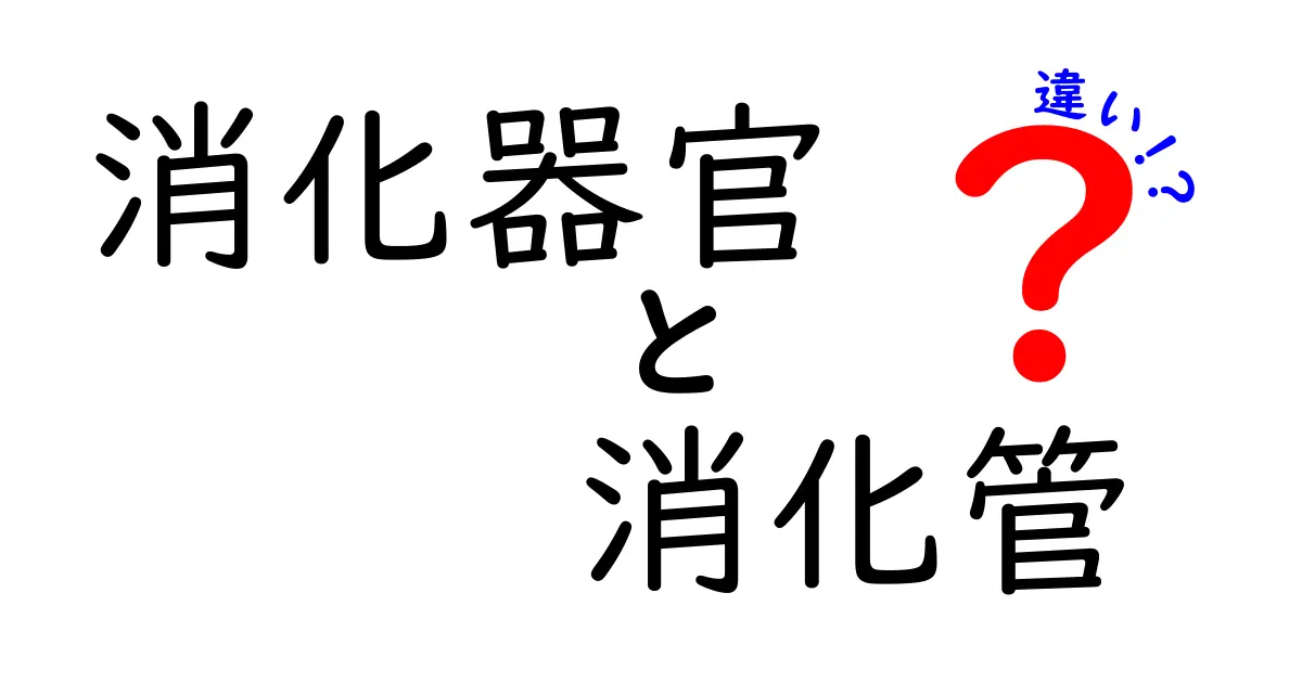 消化器官と消化管の違いとは?中学生にも分かる図解つきのやさしい解説