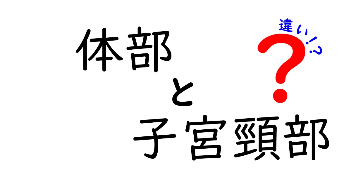 体部と子宮頸部の違いをわかりやすく解説|中学生にもやさしい解剖ガイド
