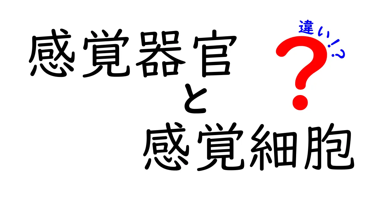 感覚器官と感覚細胞の違いを徹底解説!中学生にも伝わるわかりやすい解説