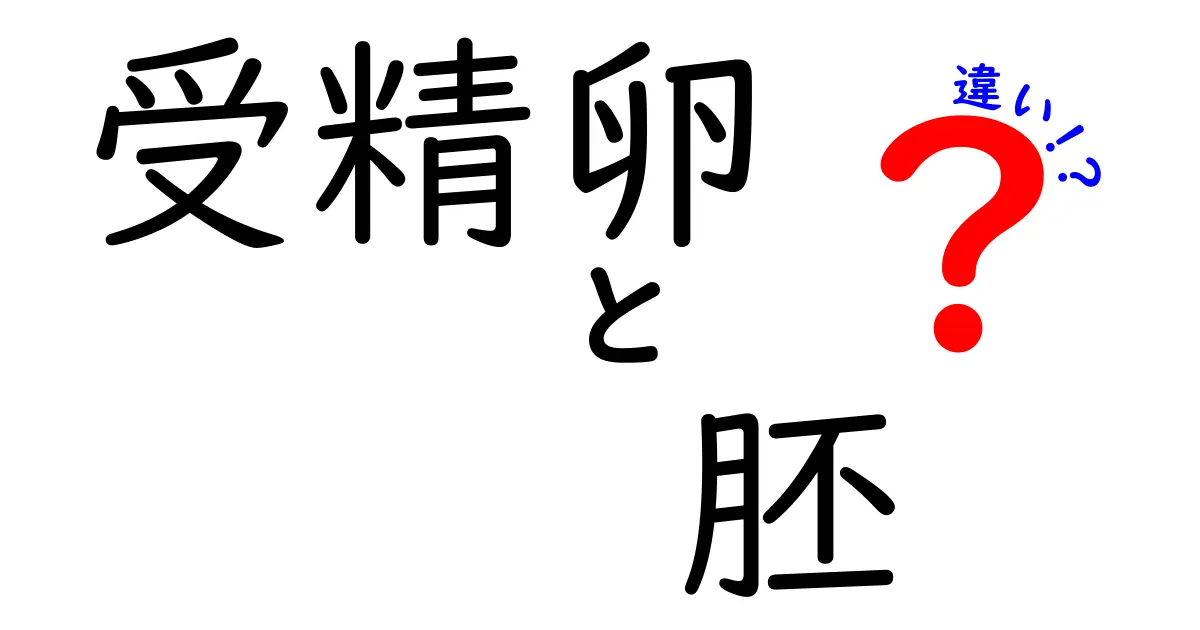 受精卵と胚の違いがまるわかり!受精から着床までを中学生にも分かる言葉で