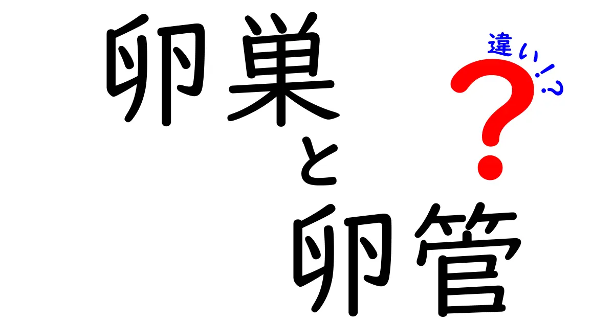 卵巣と卵管の違いを徹底解説！役割・場所・健康のポイントを中学生にもわかる言葉で