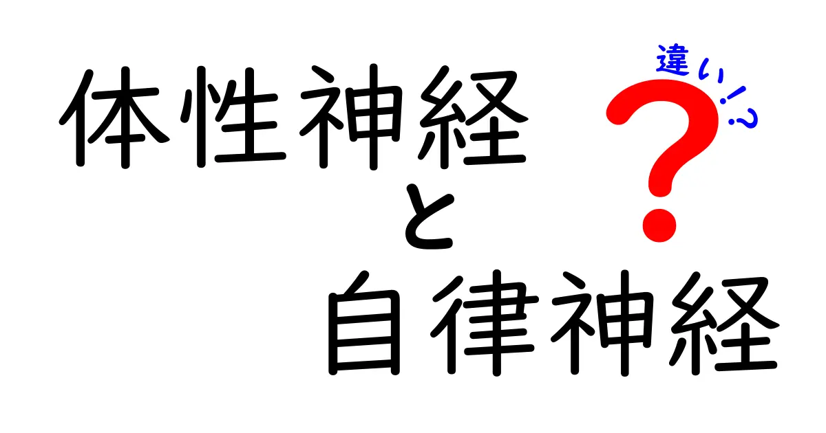 体性神経と自律神経の違いをわかりやすく解説！身体の仕組みを理解しよう