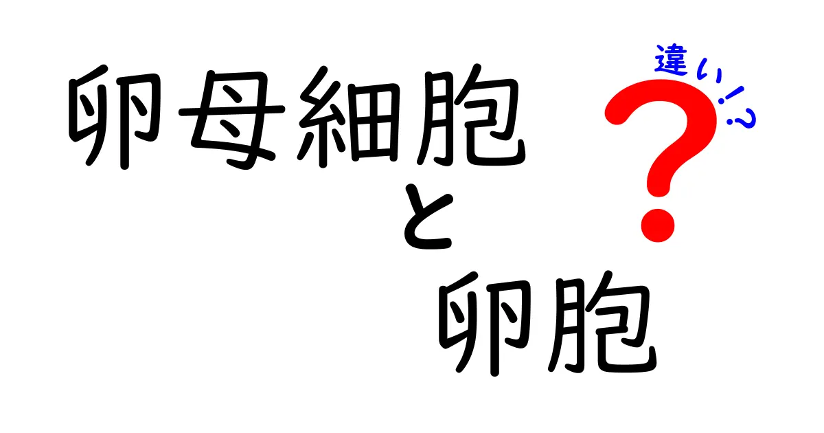 卵母細胞と卵胞の違いを徹底解説 中学生にもわかるポイントと図解付き