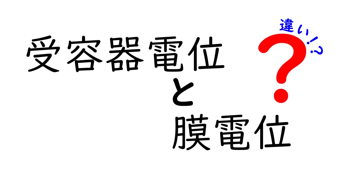 受容器電位と膜電位の違いを完全解説!中学生にもわかる仕組みと身近な例