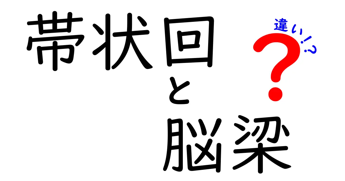 帯状回と脳梁の違いを徹底解説!中学生にも分かるポイントと読み解き方