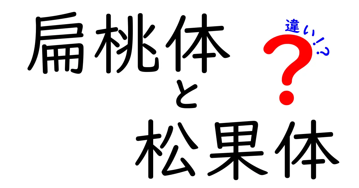 扁桃体と松果体の違いを徹底解説 — 脳の感情と睡眠を左右する2つの小さな器官