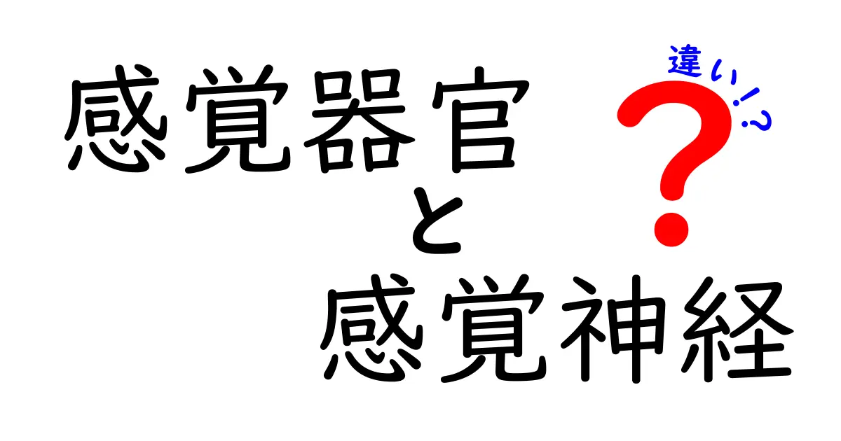 感覚器官と感覚神経の違いを徹底解説!中学生にもわかる3つのポイント