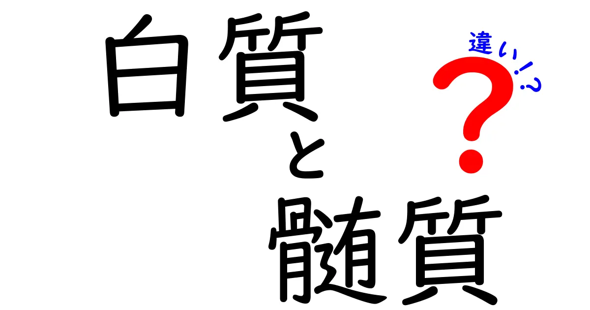 白質と髄質の違いを一目で理解!脳の仕組みがわかる超入門ガイド