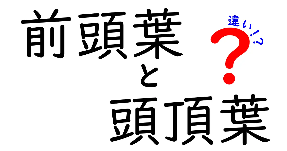 前頭葉と頭頂葉の違いを徹底解説|役割が丸わかりで学習が楽になる理由