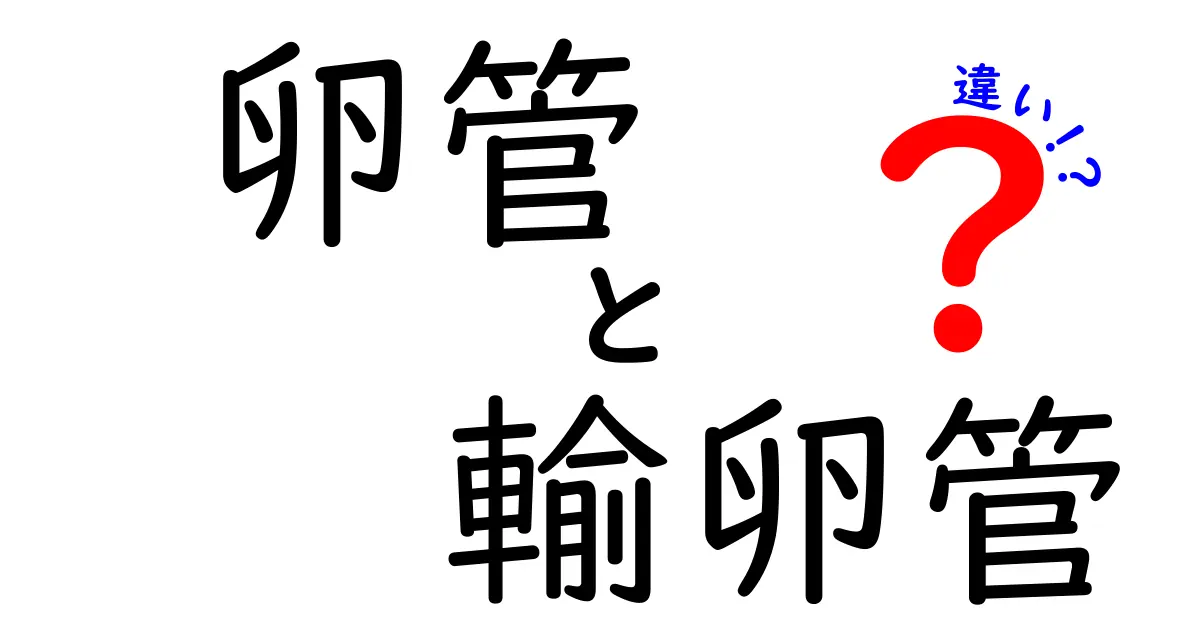 卵管と輸卵管の違いを徹底解説！名前の差だけじゃない、中学生にも伝わるわかりやすいポイント